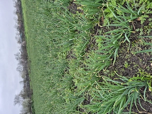 Ceapa verde 2 lei kg - imagine 4