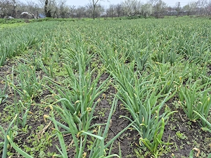 Ceapa verde 2 lei kg - imagine 3