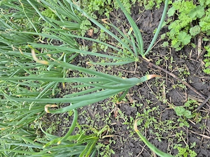 Ceapa verde 2 lei kg