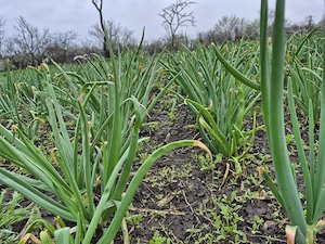 Ceapa verde 2 lei kg - imagine 2