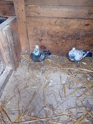 vind o pereche de  porumbeii   - imagine 2