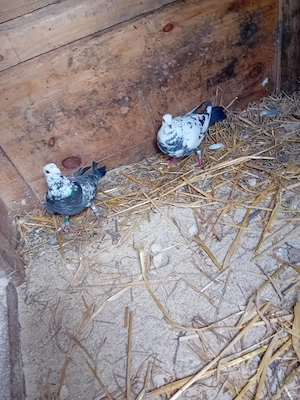 vind sau schimb cu  lucernă