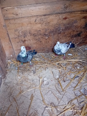 vind o pereche de  porumbeii   - imagine 3