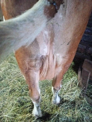 Vând vaca tânără 