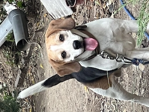 Donez cățel beagle