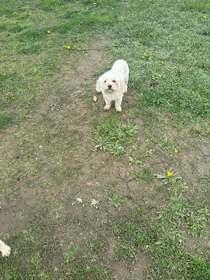 De vinzare bisoni maltezi 2femele  - imagine 5