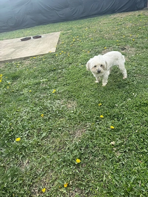 De vinzare bisoni maltezi 2femele  - imagine 2