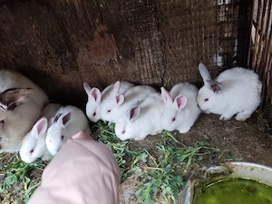 Iepurasi de vanzare - Pestisu Mare