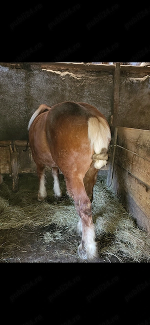 Vand sau schimb cu vaci - imagine 3