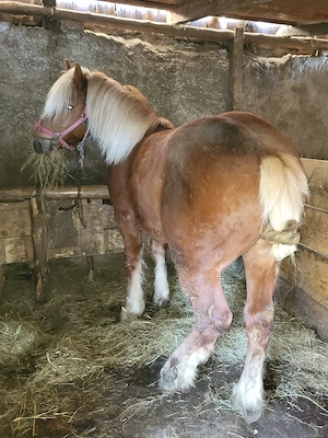 Vand sau schimb cu vaci - imagine 2