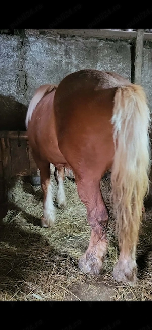 Vand sau schimb cu vaci