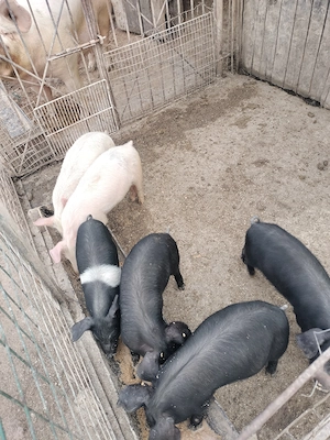 Vând purcei bazna 350 bucata  - imagine 3