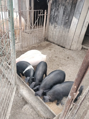 Vând purcei bazna 350 bucata 