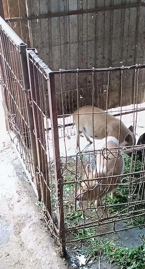 Vnd o pereche de purcei , 