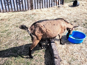 Capre cu iezi - imagine 5