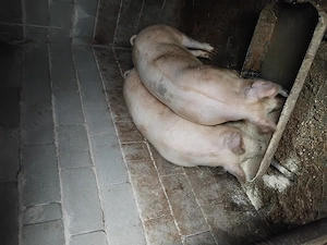 Porci de vânzare  - imagine 3