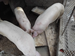 Porci de vânzare  - imagine 2