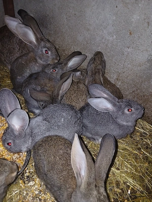 De vânzare iepuri  - imagine 2