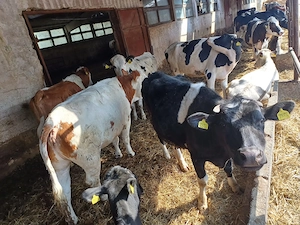  Vindem vitele de reproductie