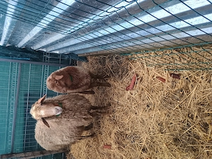 Oaie Awasi cu mieluța ei la 35 mii lei și Țap Sannan de 3 luni500 lei