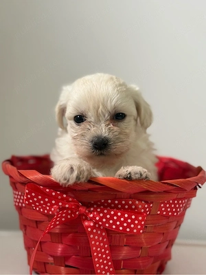 Bichon Maltez Fetița
