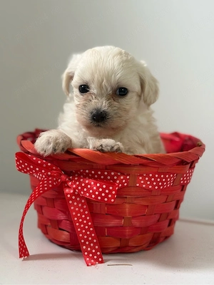 Bichon Maltez Fetița - imagine 3