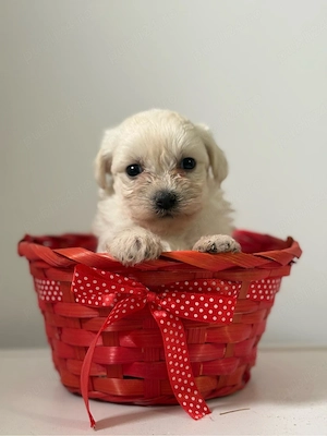 Bichon Maltez Fetița - imagine 2