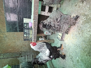 Brahma HI de vanzare