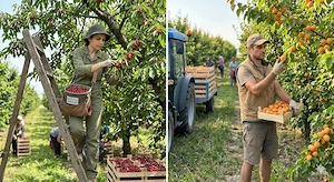 Se caută  3 cupluri la rărit de mere 