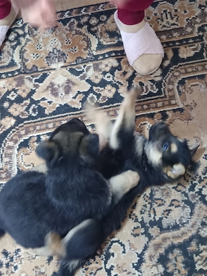 Pui Ciobanesc german 