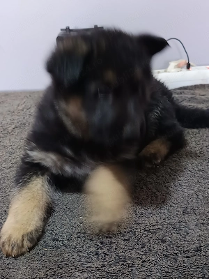 Pui Ciobanesc german 