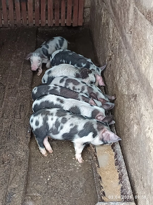 Vînd purcei de țară 