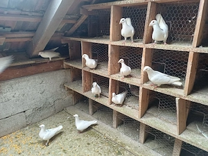 Porumbei voiajori albi și colorați 