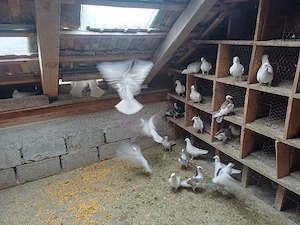 Porumbei voiajori albi și colorați 