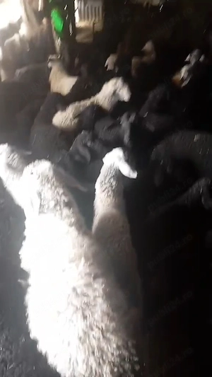 Miei pentru masa de paste