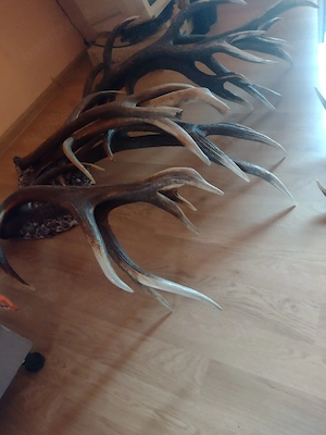 vand 4 Perechii de  COARNE 