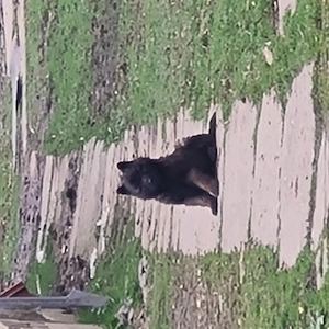 Ciobanesc belgian malinois cauta alta casa - imagine 3