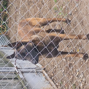 Ciobanesc belgian malinois cauta alta casa - imagine 4