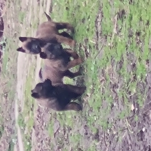 Ciobanesc belgian malinois cauta alta casa - imagine 2