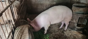 Purcica 100-120kg Marele Alb  - imagine 3