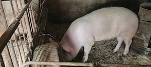 Purcica 100-120kg Marele Alb  - imagine 2