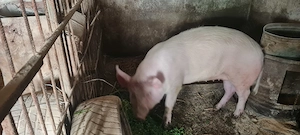 Purcica 100-120kg Marele Alb  - imagine 4