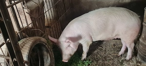 Purcica 100-120kg Marele Alb 