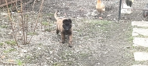 Pui de Malinois