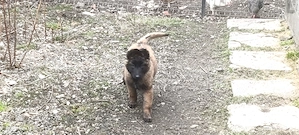 Pui de Malinois - imagine 2