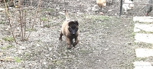Pui de Malinois - imagine 3