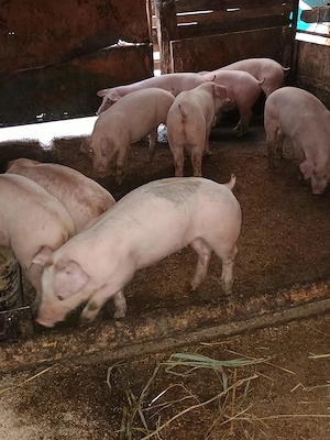 Porci 40-45 kg ,100-130 kg  - imagine 2