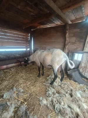 Vand sau schimb berbec - imagine 2