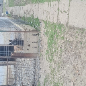 Ciobanesc belgian malinois cauta alta casa - imagine 5