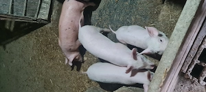 Purcei Marele Alb  - imagine 3